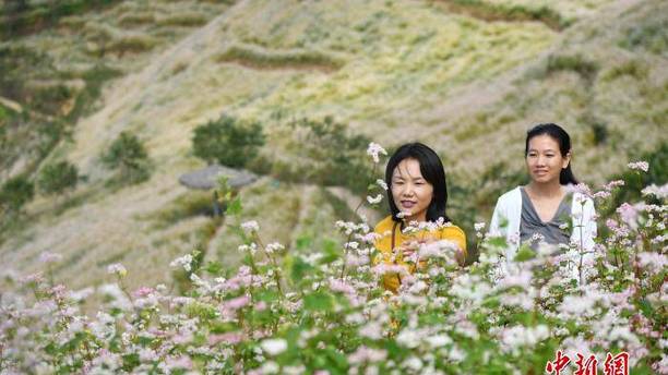 云南凤庆5000余亩荞花盛开引客来