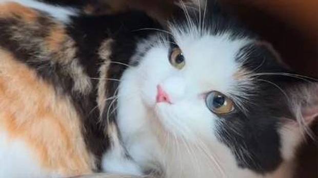 上班拼车遇到猫，人家还是猫咖“头牌”，现在连猫都这么拼吗？