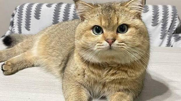 养猫“用力过猛”？你可能在好心办坏事，科学养猫要“适度偷懒”