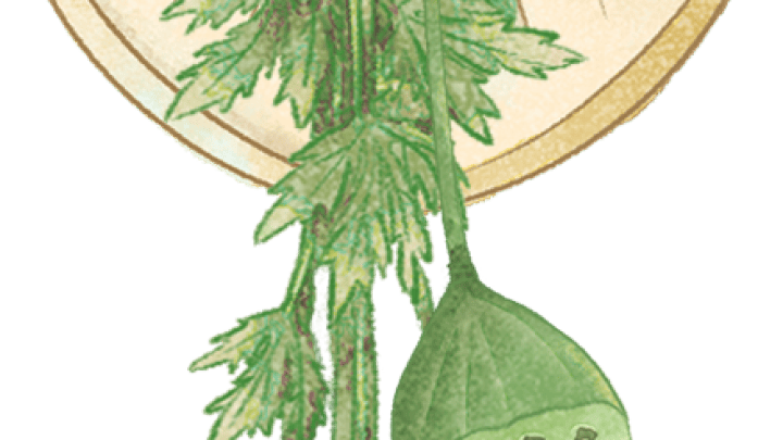 端午节，你会买新的艾草门挂吗？