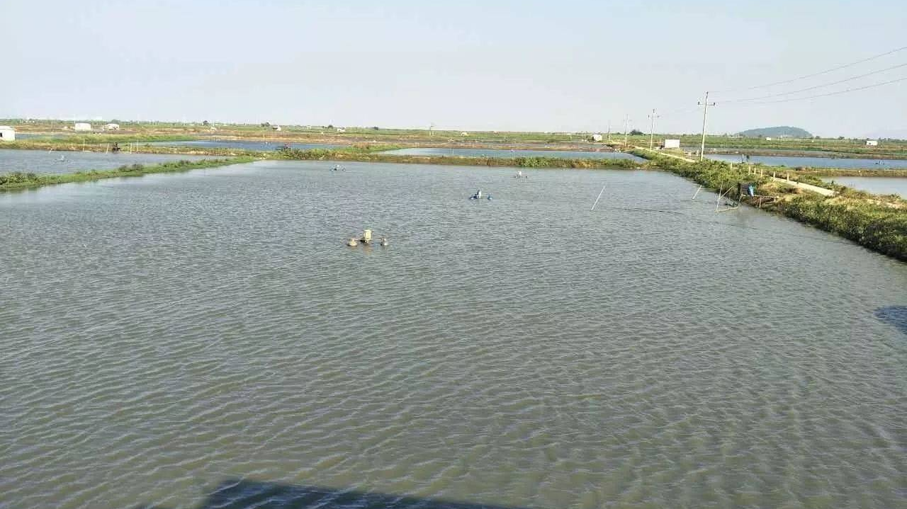 池塘冬季肥水用什么肥冬季肥水怎么肥