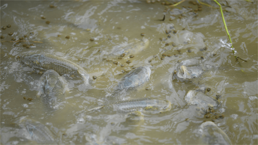 方法不对,塘水难肥!_藻类_水体_进行