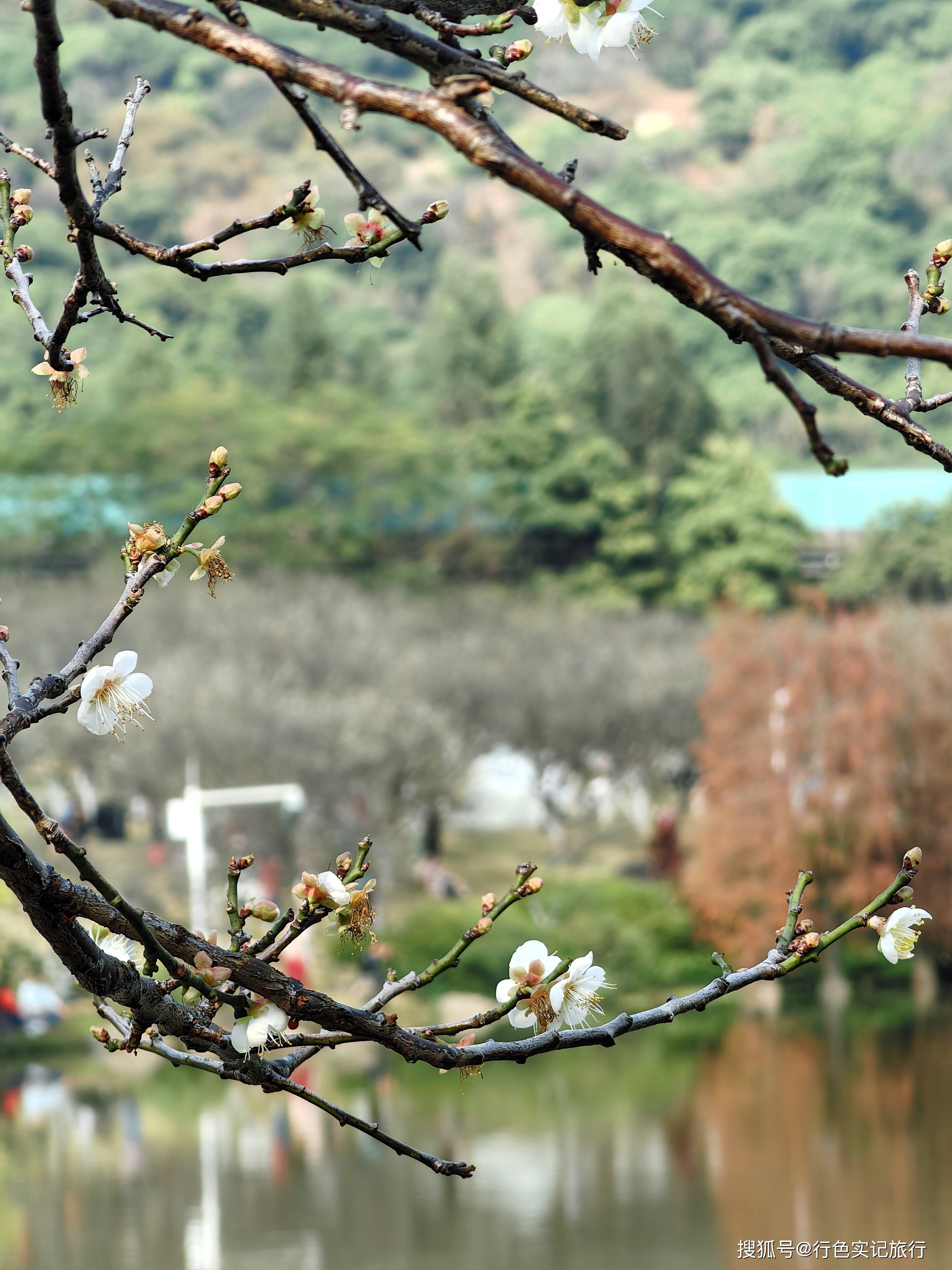 萝岗香雪公园赏花时间图片