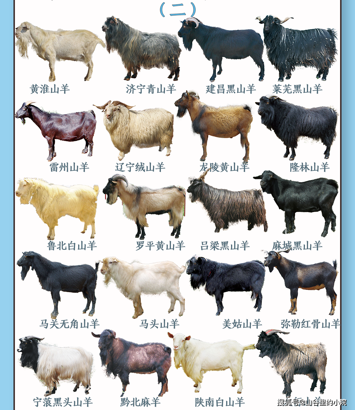 所有羊品种介绍及图片图片