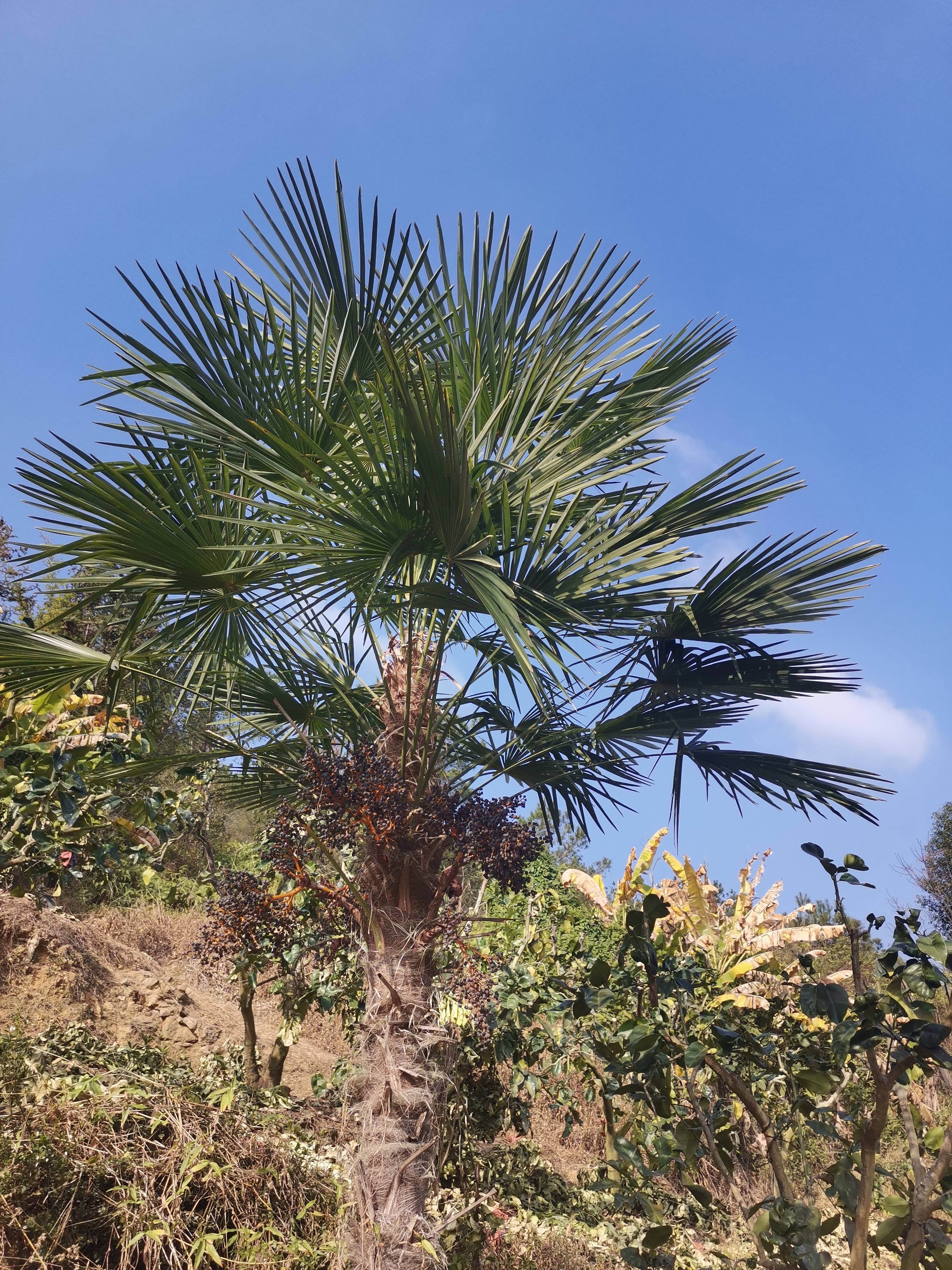 树 棕榈树 3000_4000 竖版 竖屏