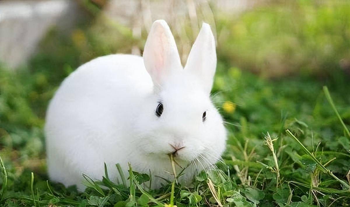 兔子不吃窝边草什么意思,其实还有下一句,可惜十人九不知
