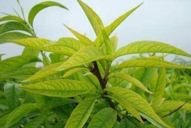 果树缺铁黄化病的预防和治疗