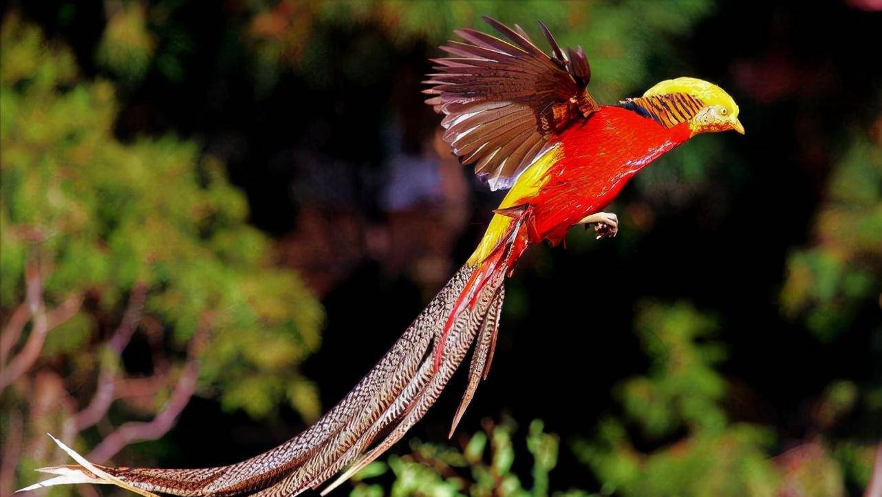 2015年山西发现"凤凰",六旬老农坚持喂养4年,专家:立大功了_郭大爷_老