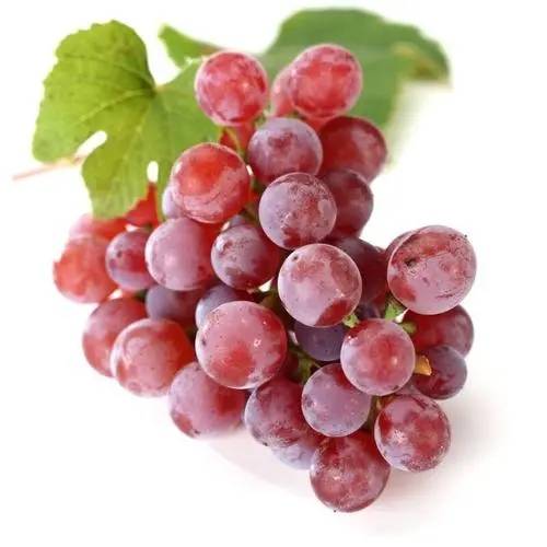 红提(葡萄科葡萄属植物)