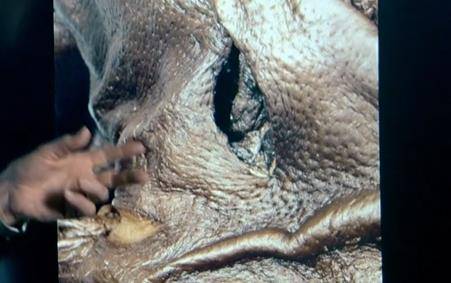 捆绑,捅刺,斩首,肢解,一系列的极刑都在预示着这并不是战场上的随机