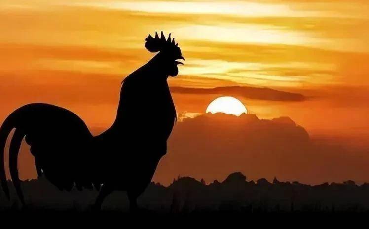 公鸡为何每天都能准时打鸣,2013年才被破解,其实是宣