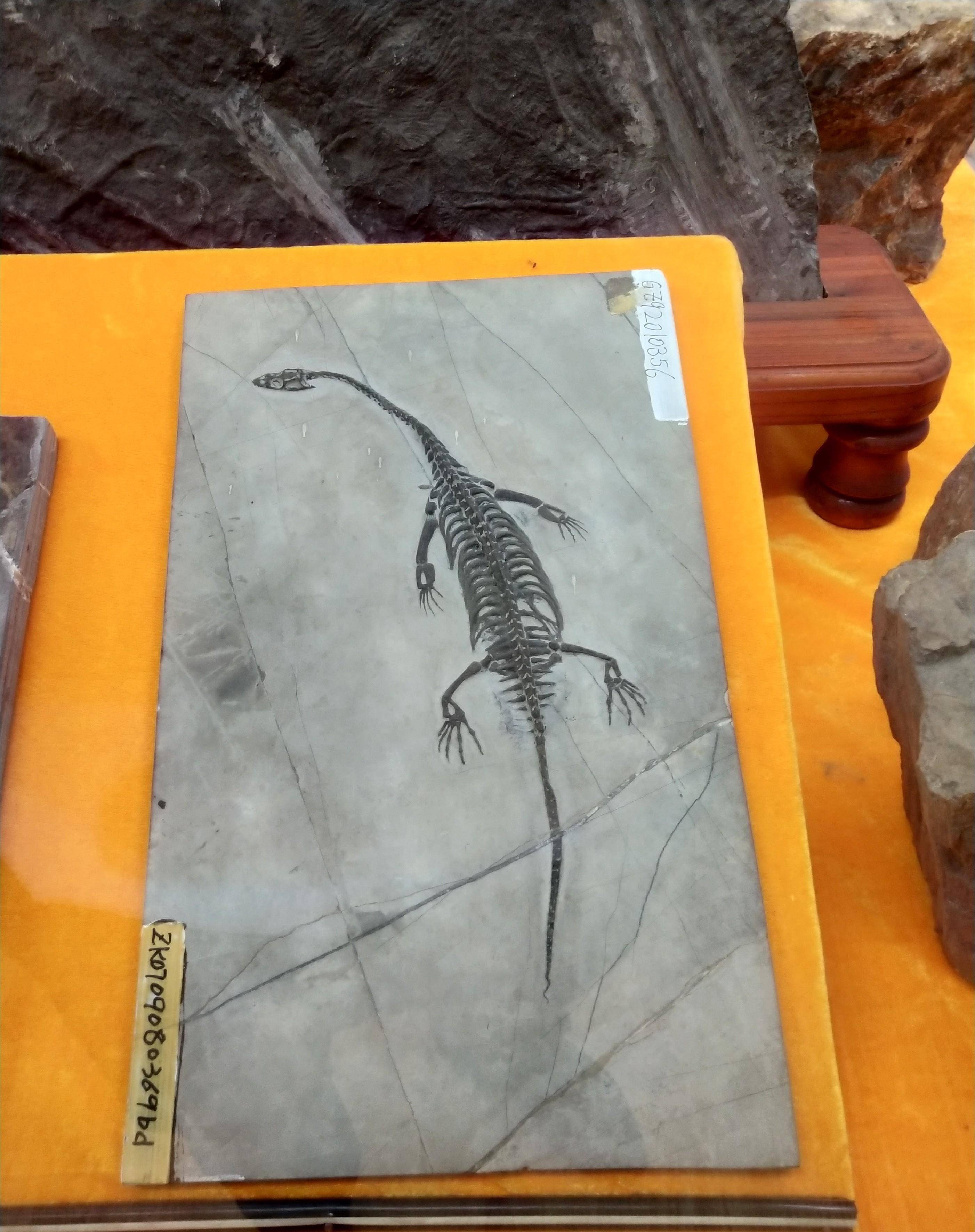 清咸丰年间,村民发现龙形骨骼,布摩立碑禁止进山破坏龙脉_化石_贵州省