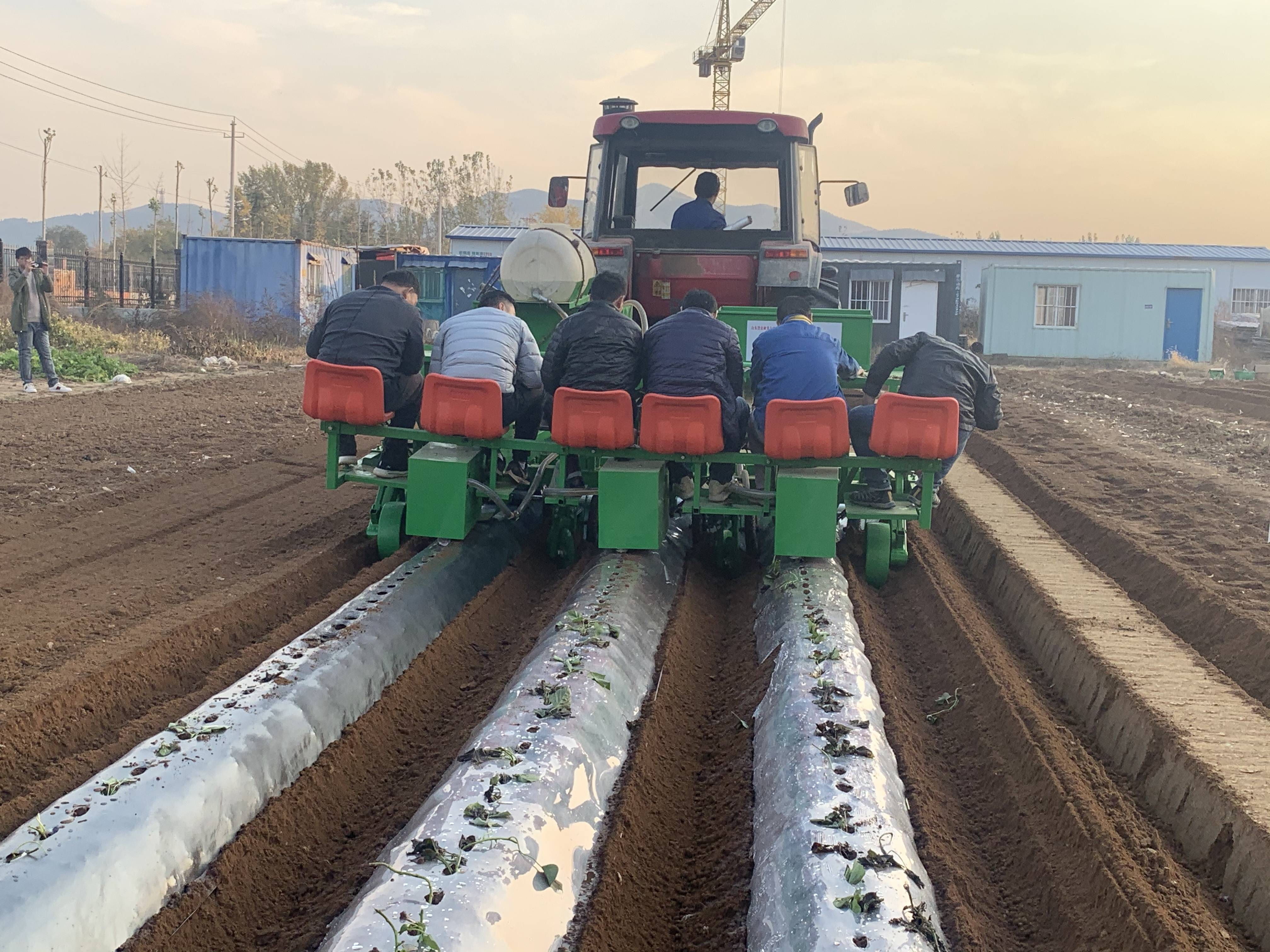 种植,45度斜插栽种,品字形栽种更高的提高红薯产量红薯苗移栽机功能有