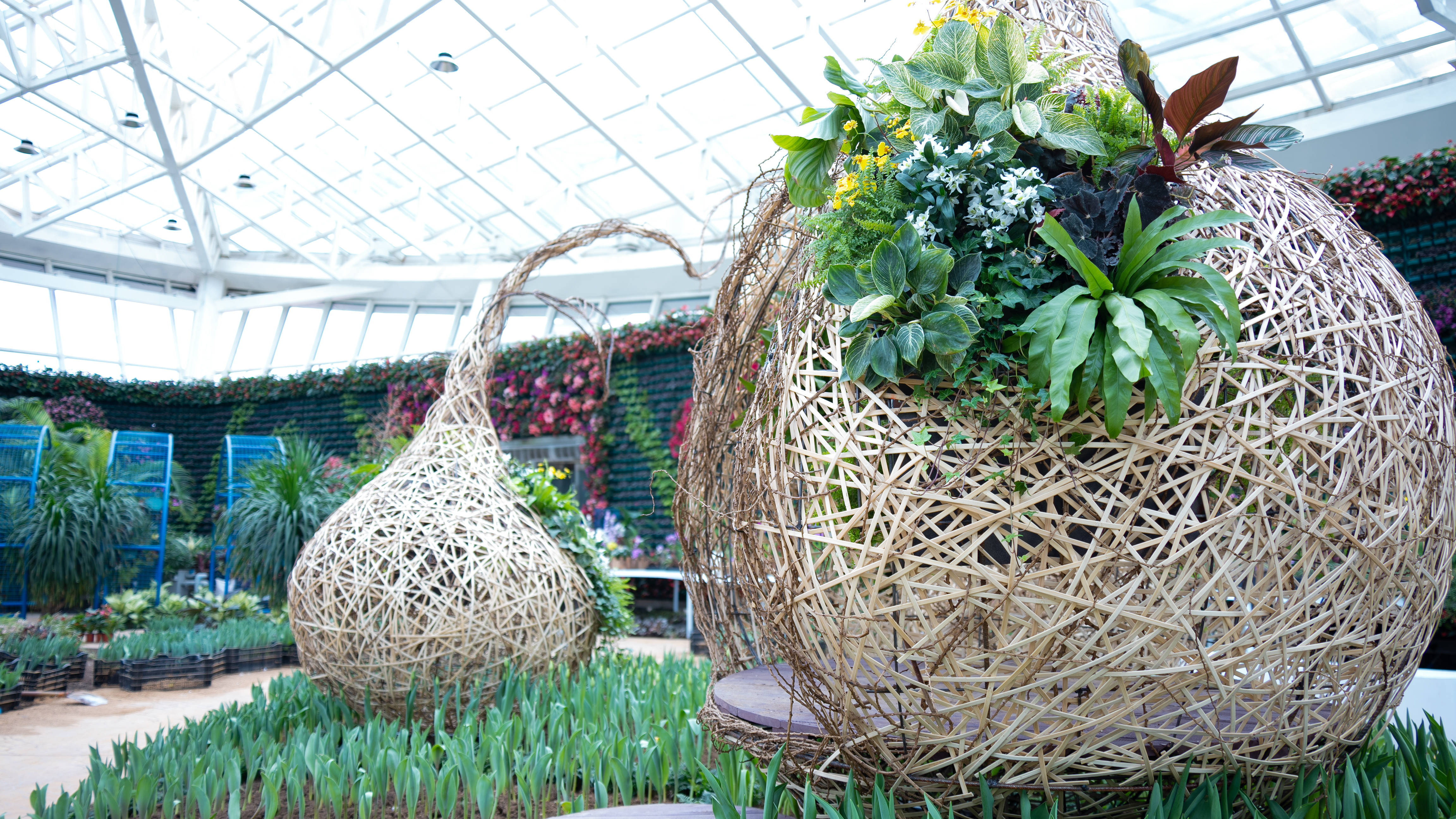 福兔辞旧春华启,龙腾花海喜迎春—— 石家庄市植物园新春花展邀您花式