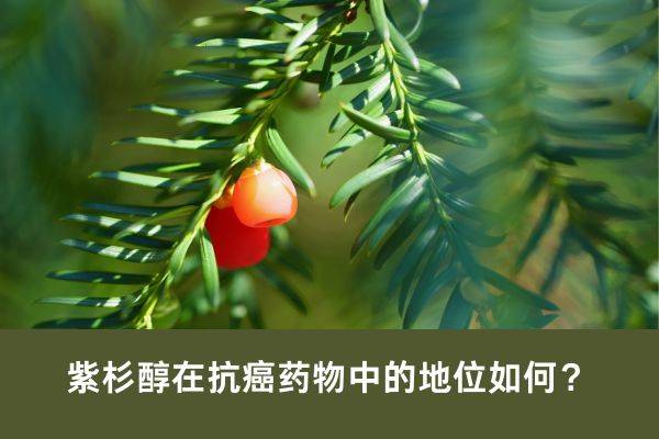 紫杉醇在抗癌药物中的地位如何?_治疗_应用_癌症