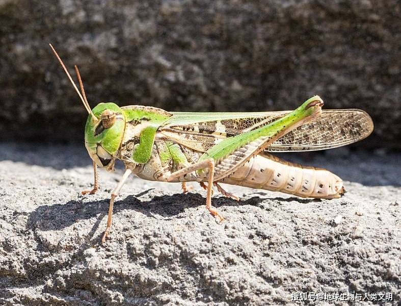 【動物界全系列】劍角蝗科—斑翅蝗亞科(一):車蝗_隆