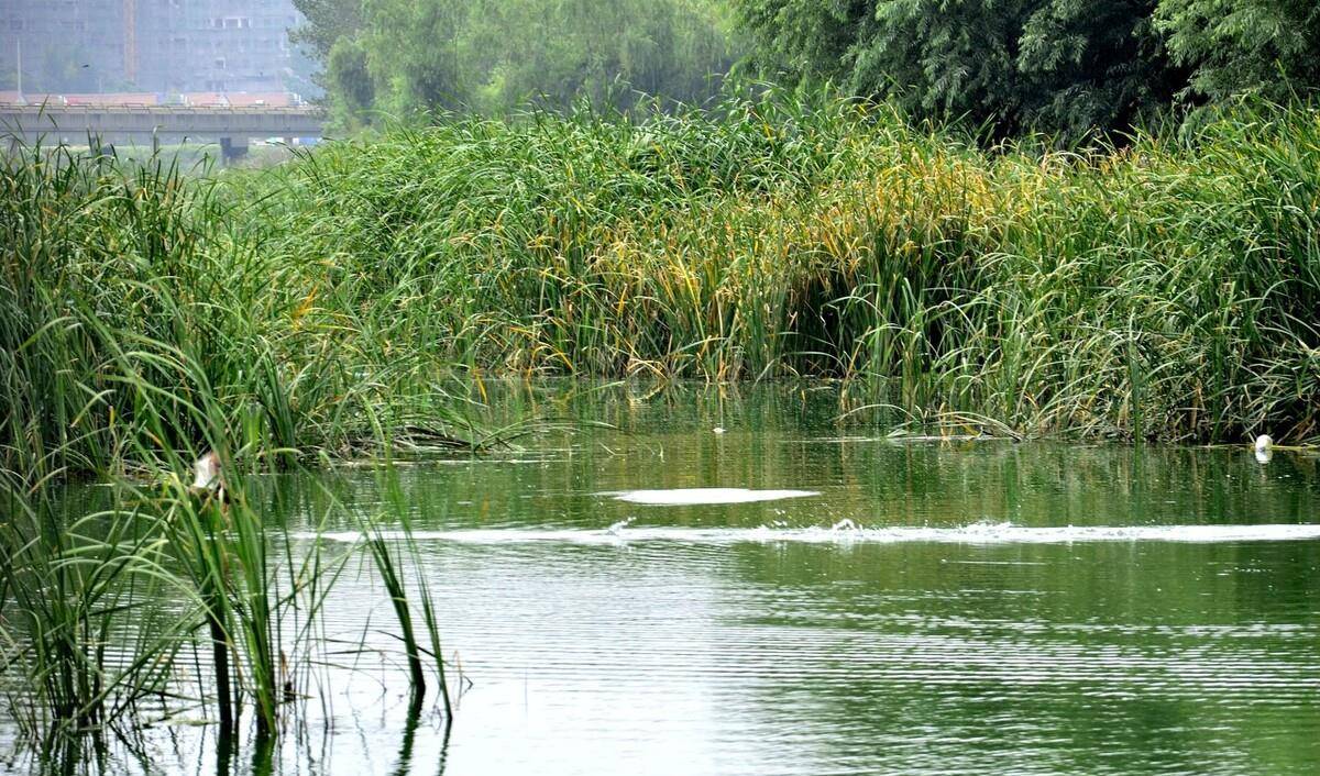 解放团伐木先遣队在小兴安岭上被狼群围困,激战半宿打