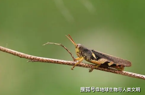 雄性体较细长.头短于前胸背板.头顶略向前倾斜,顶端呈圆角状.