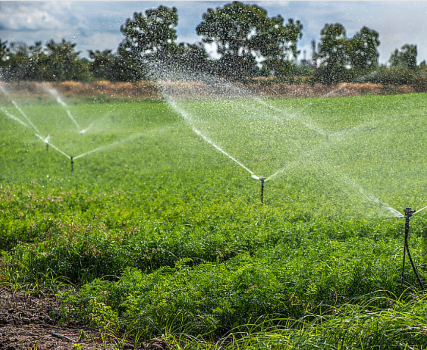 在不同灌溉水平下施用腐植酸钾对于胡萝卜生长,根系质量以及产量的