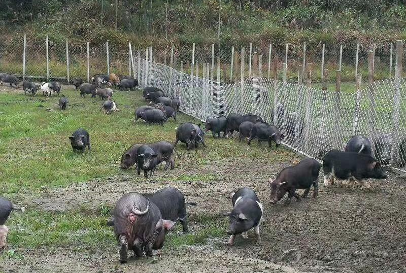 四川绵阳母猪养殖基地图片