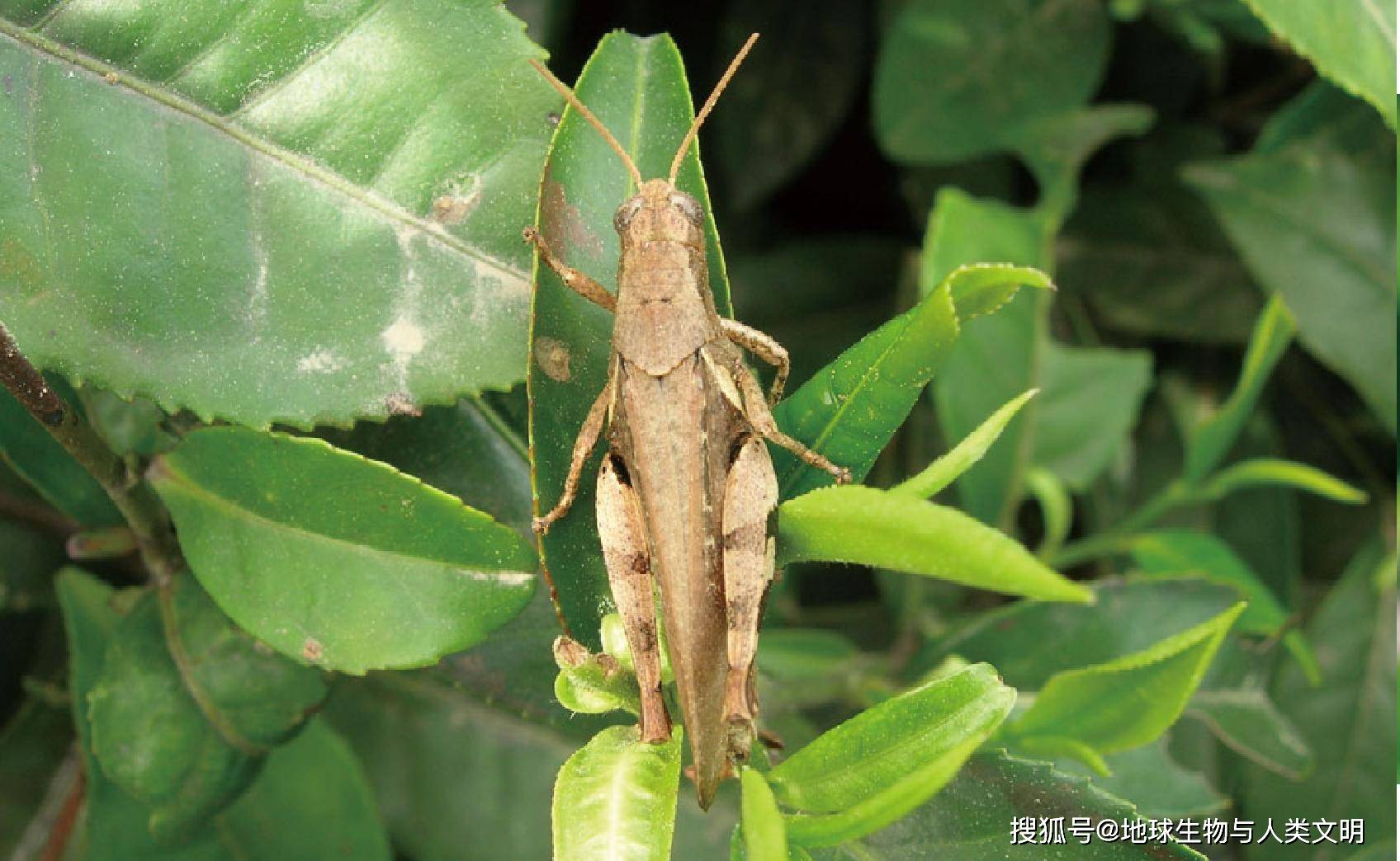 大斑外斑腿蝗图片