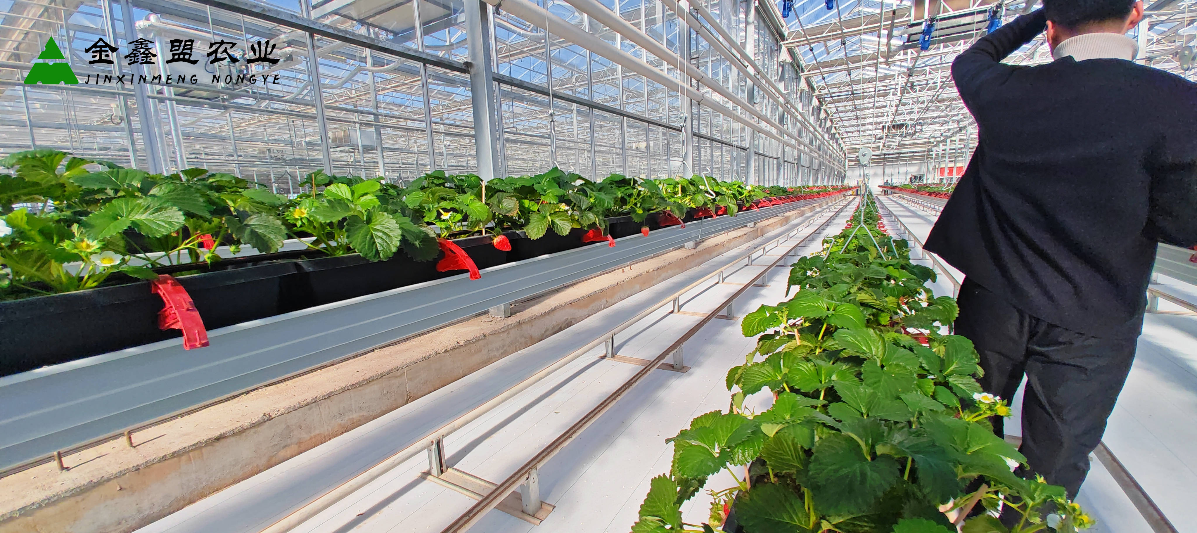 空中草莓设备生产厂家——农业领域的璀璨明珠