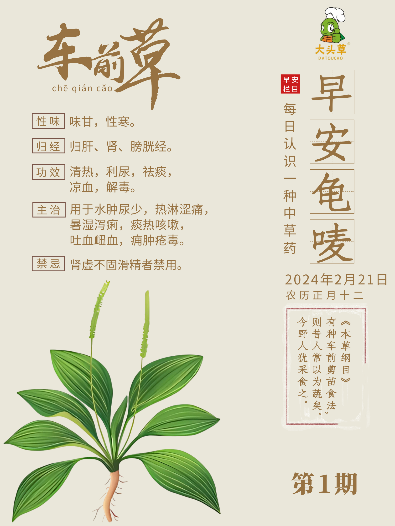 车前草图片药用价值图片