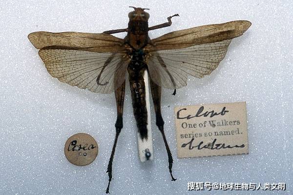 【动物界全系列】剑角蝗科—切翅蝗亚科(中):十字蝗_顶端_褐色_圆弧形