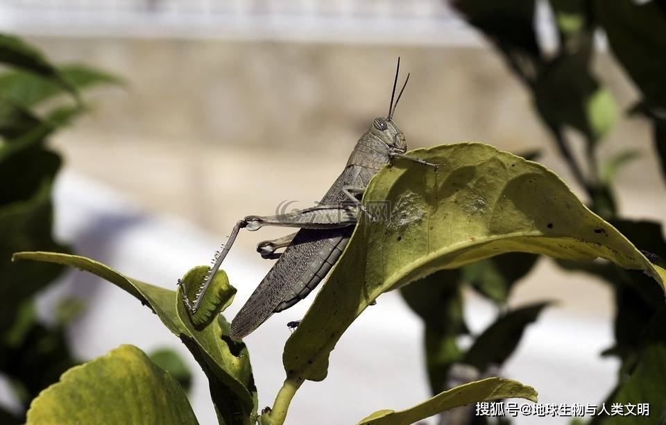 【动物界全系列】剑角蝗科—刺胸蝗亚科(上):黄脊蝗_黄褐色_顶端_蝗虫