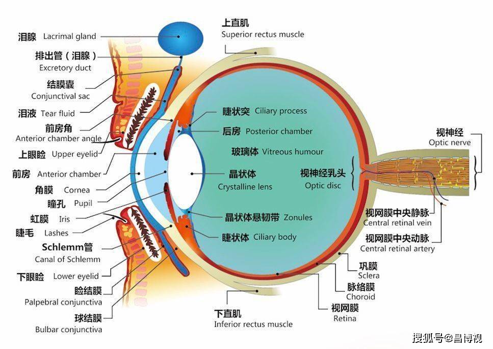眼球看近处物体时,睫状肌收缩,晶状体悬韧带出现松弛,晶状体在松弛的
