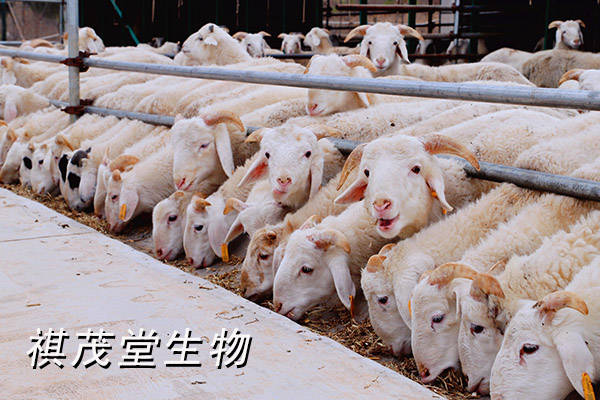 羊催肥育肥的饲料配方,架子羊催肥吃什么长得肥又快?_驱虫_进行_原因