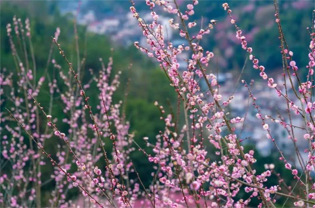 清新脱俗的盆景花海美景_渔村_新安江_自然