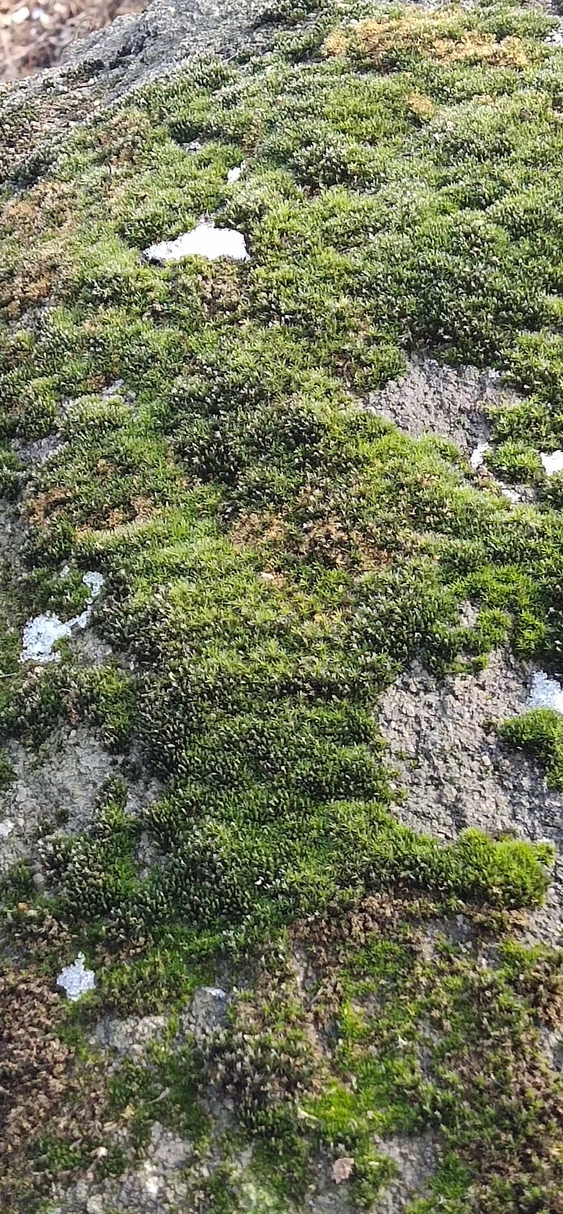 "应怜屐齿印苍苔, 小扣柴扉久不开.春色满园关不住, 一枝红杏出墙来