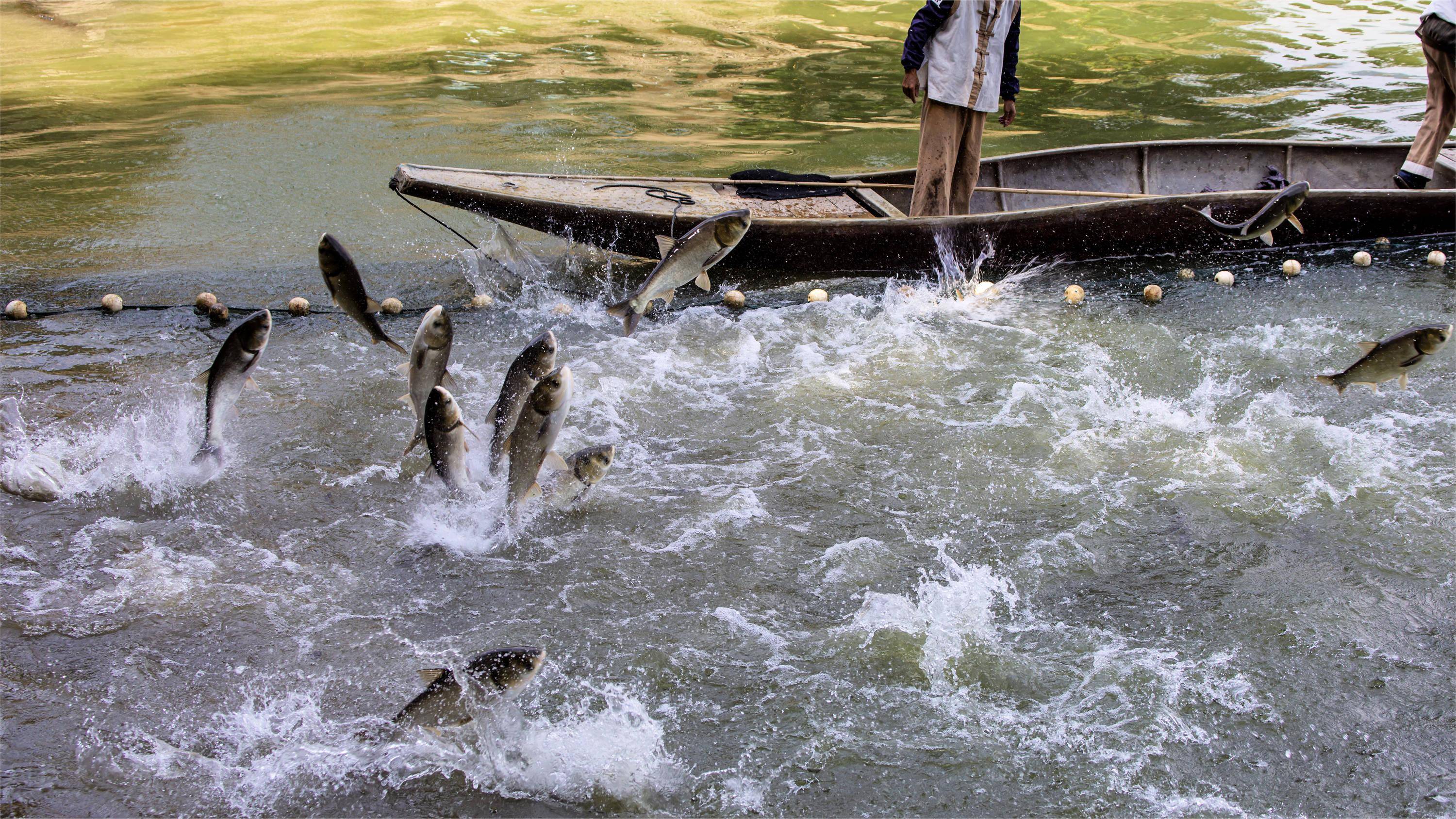 鲢鳙肥水用什么最好?这一样太有用了_水质_养殖_浮游生物