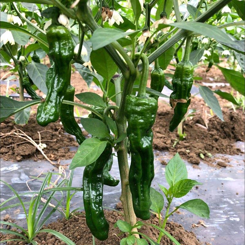 同乐2号皱皮椒薄皮香椒辣椒种子_栽培_结果期_习惯