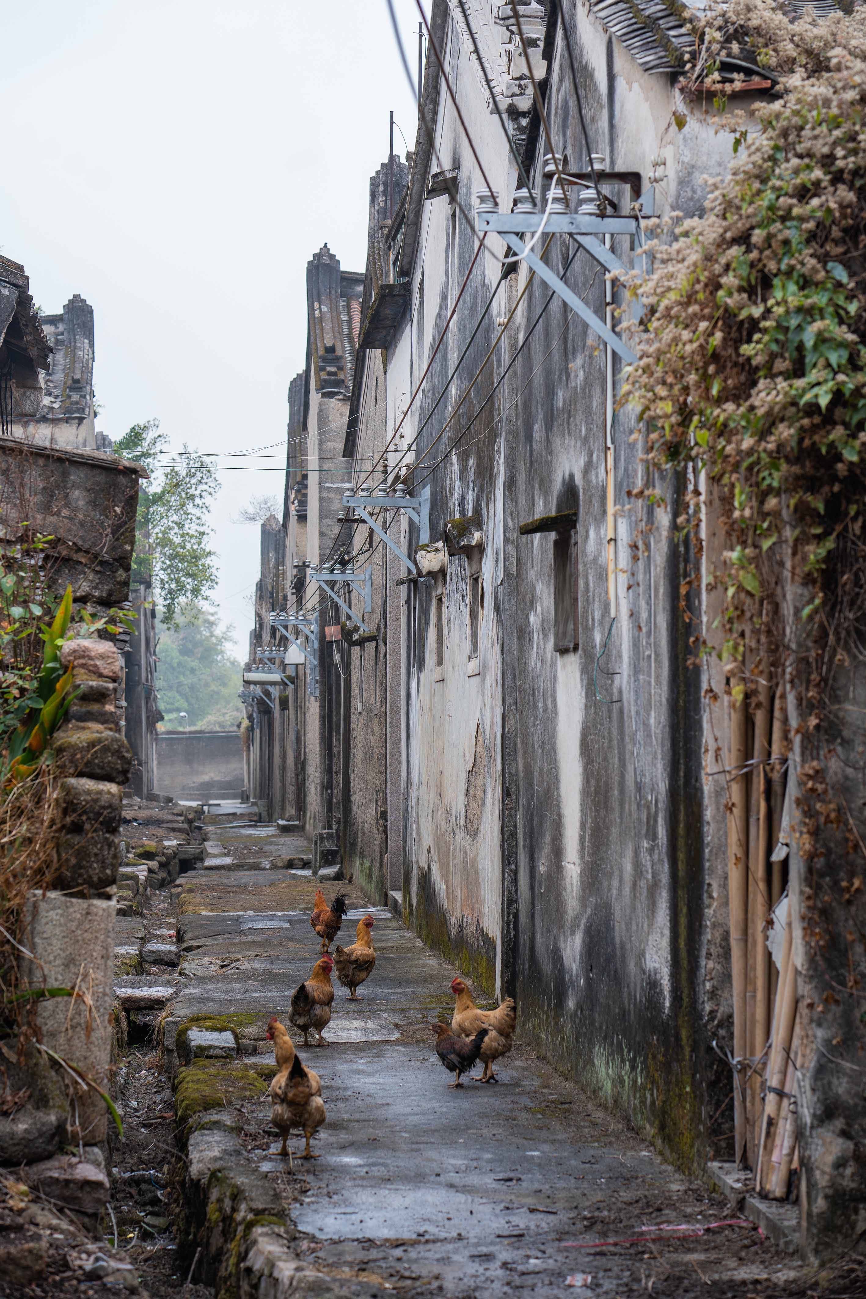 潮阳梅花村图片