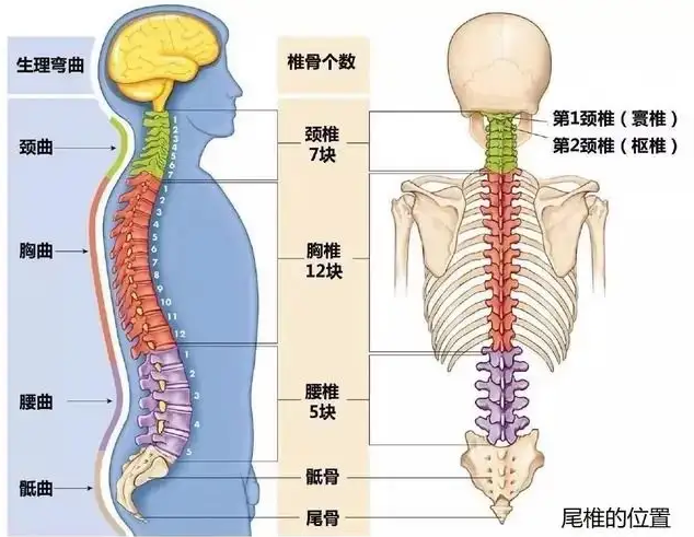 守护生命支柱:脊柱健康的重要性与创新疗法!_疾病_人们_生活