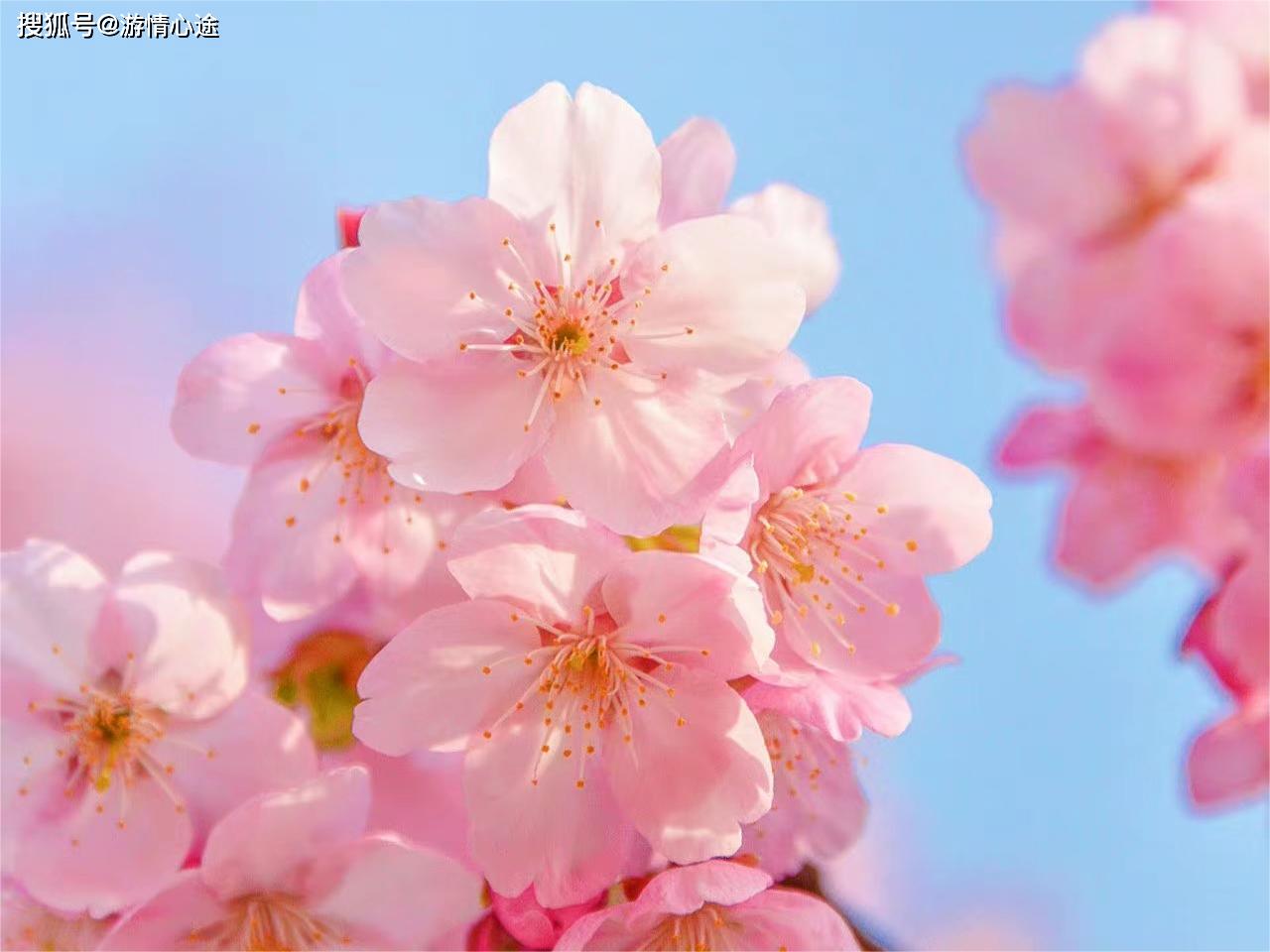 佛冈田野绿世界 樱花图片