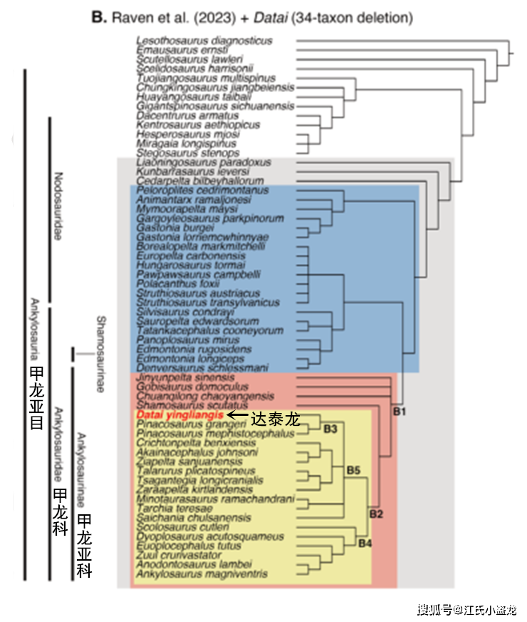 图注:达泰龙的系统发育位置,图片来自论文产自周田组的达泰龙生存于