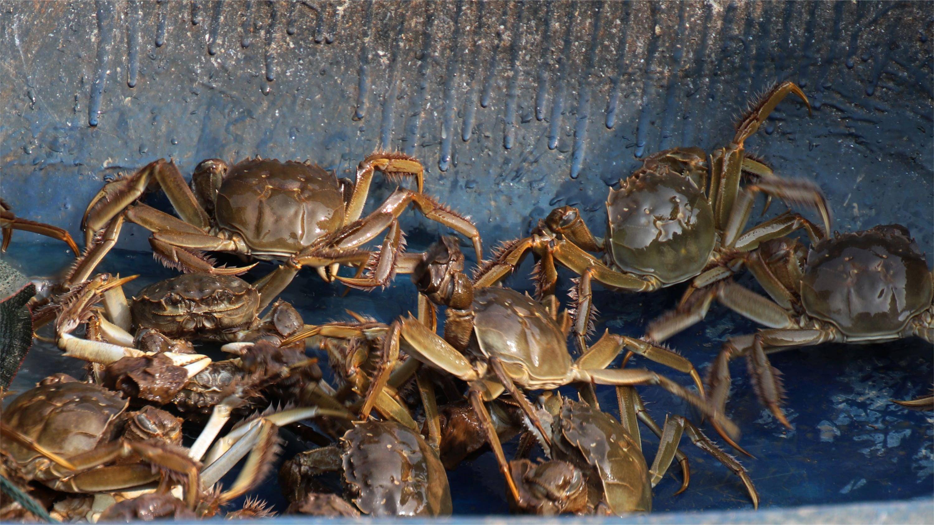 新建蟹塘水清瘦用什么药肥水见效快_水质_浮游生物_绿藻
