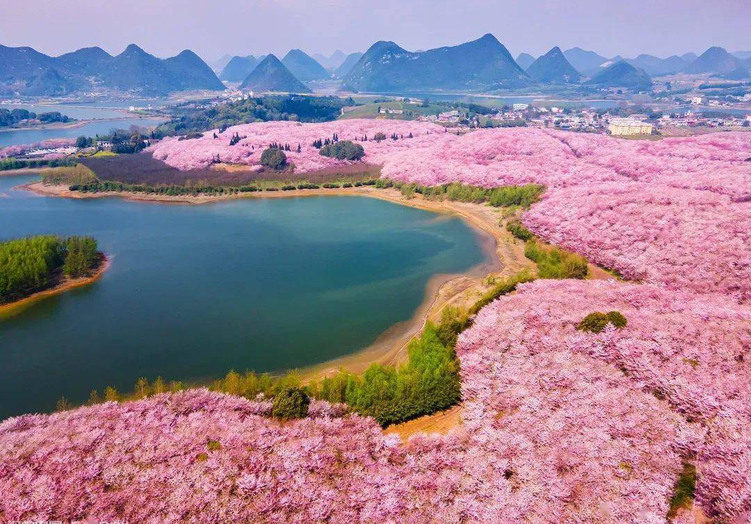 贵州平坝樱花门票图片