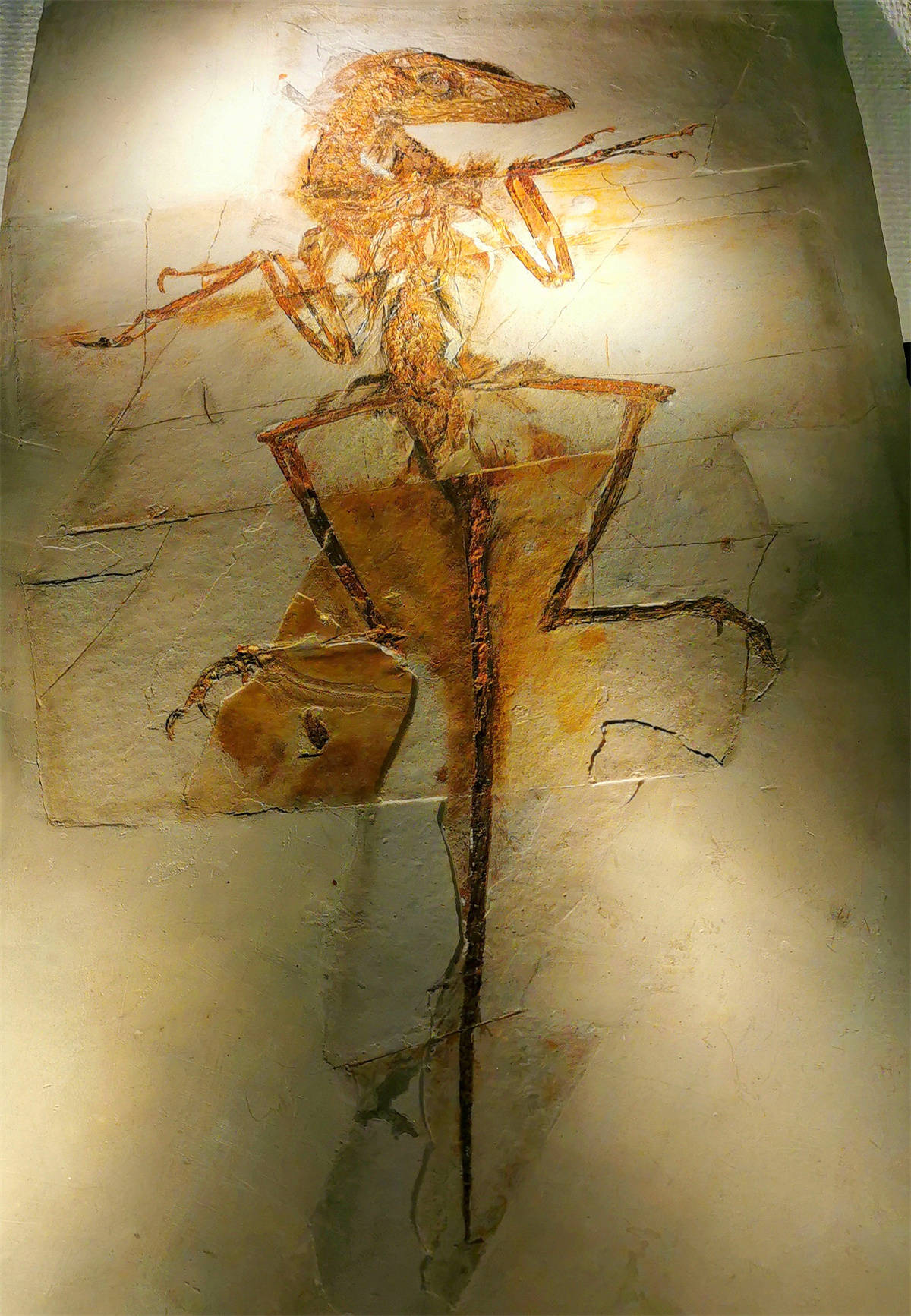 带娃走进博物馆——欣赏璀璨的石头