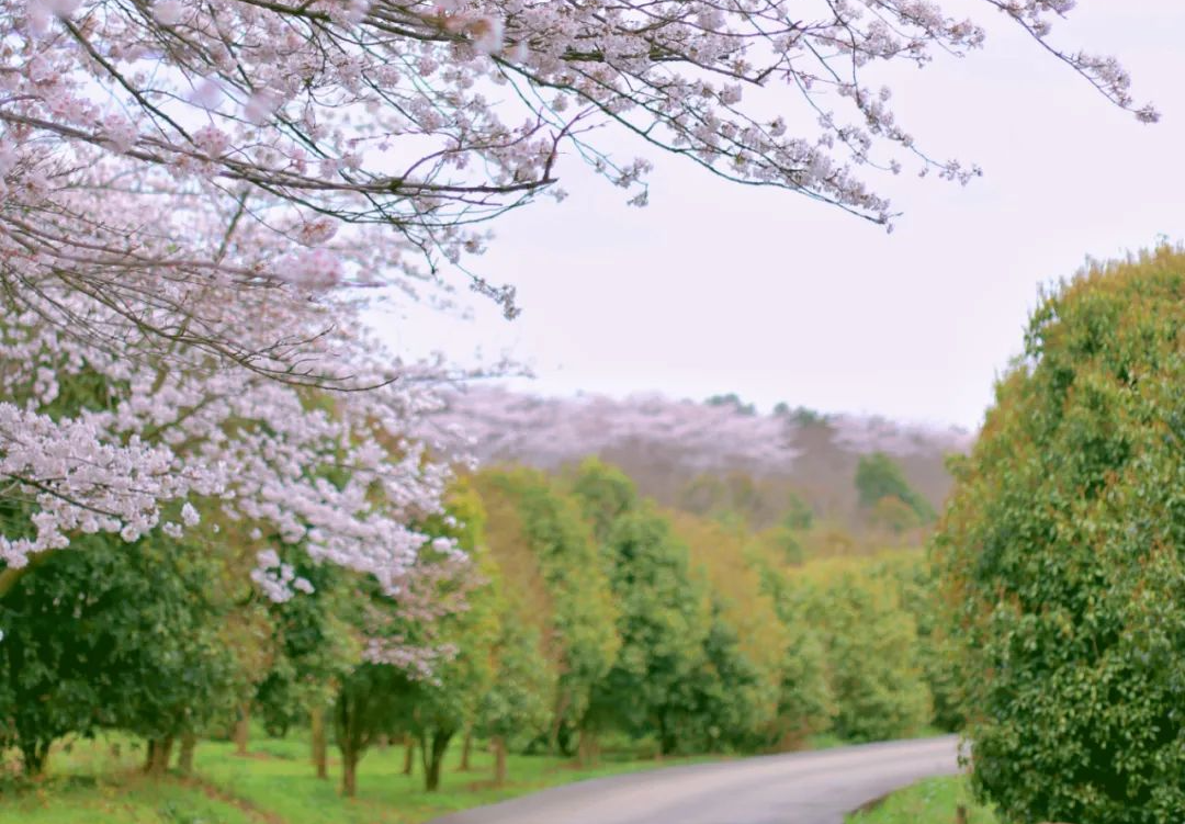 平坝樱花农场樟园宾馆图片