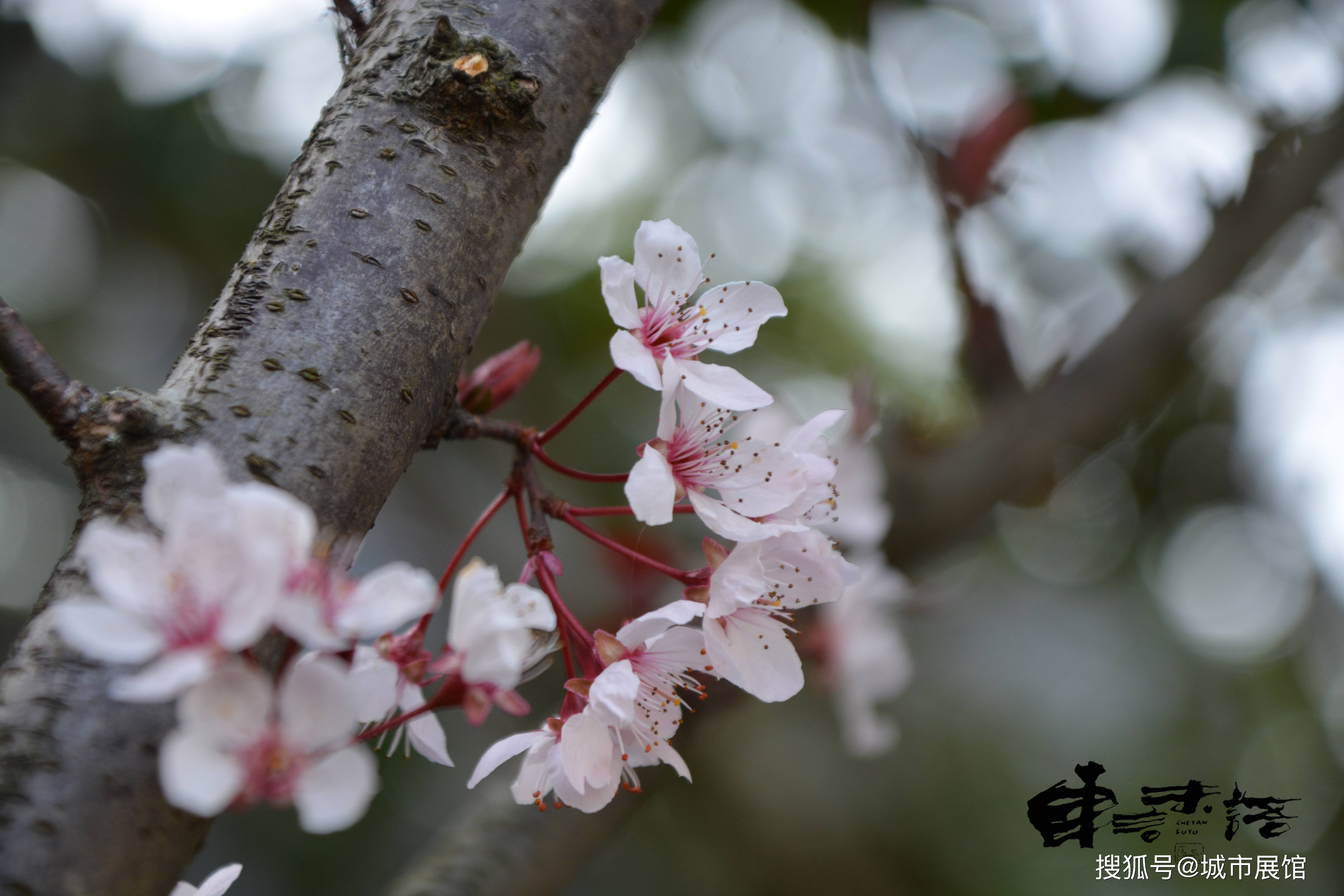 景宁诗意春天风景画册:30张壁纸级美图带你感受畲乡浓浓春意