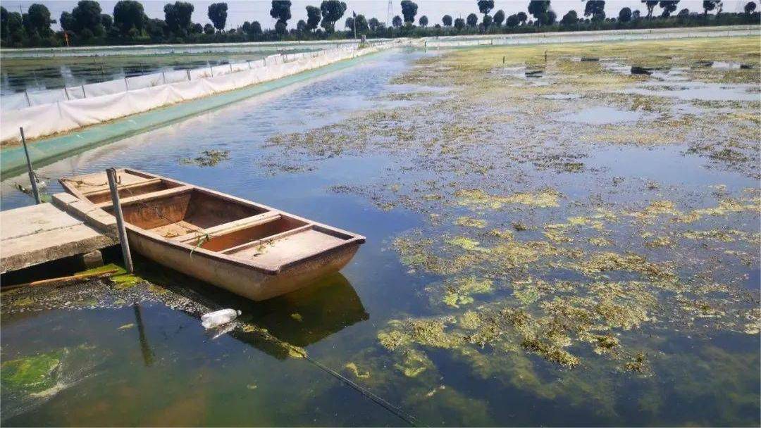 夏天螃蟹池太肥怎么办螃蟹塘夏天用什么肥水怎么肥水好