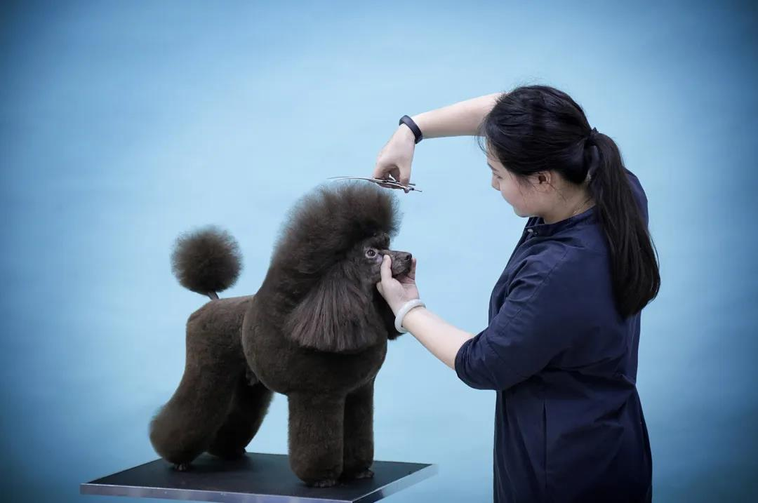 宠物美容师怎么报考有什么用流程就业方向