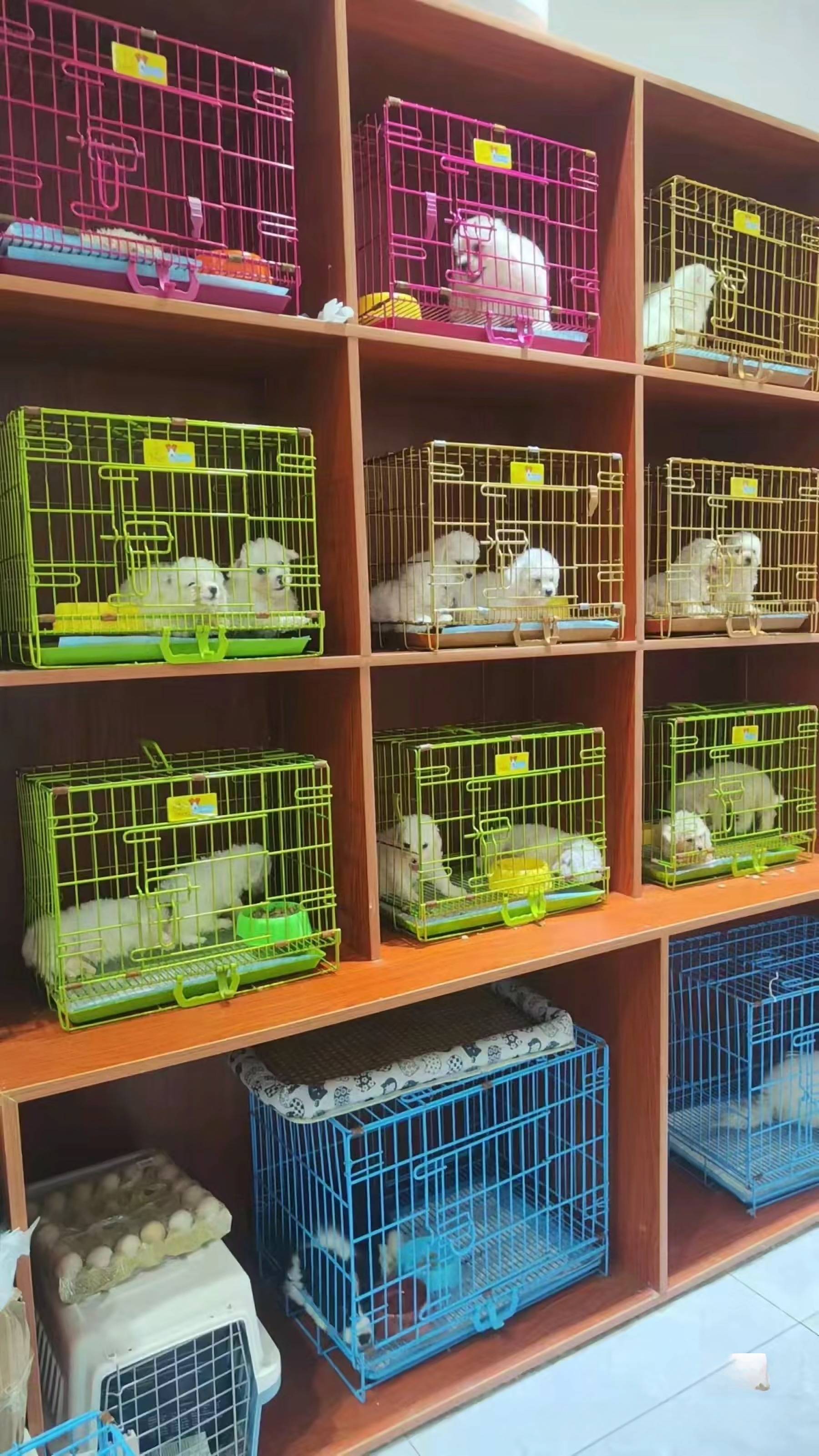 上海买猫狗的地方在哪里,上海买宠物这里安全可靠可实体店挑选宠物!