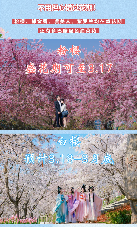 漫花庄园门票值不值官方赏樱攻略告诉你春日花海精彩演出从早到晚