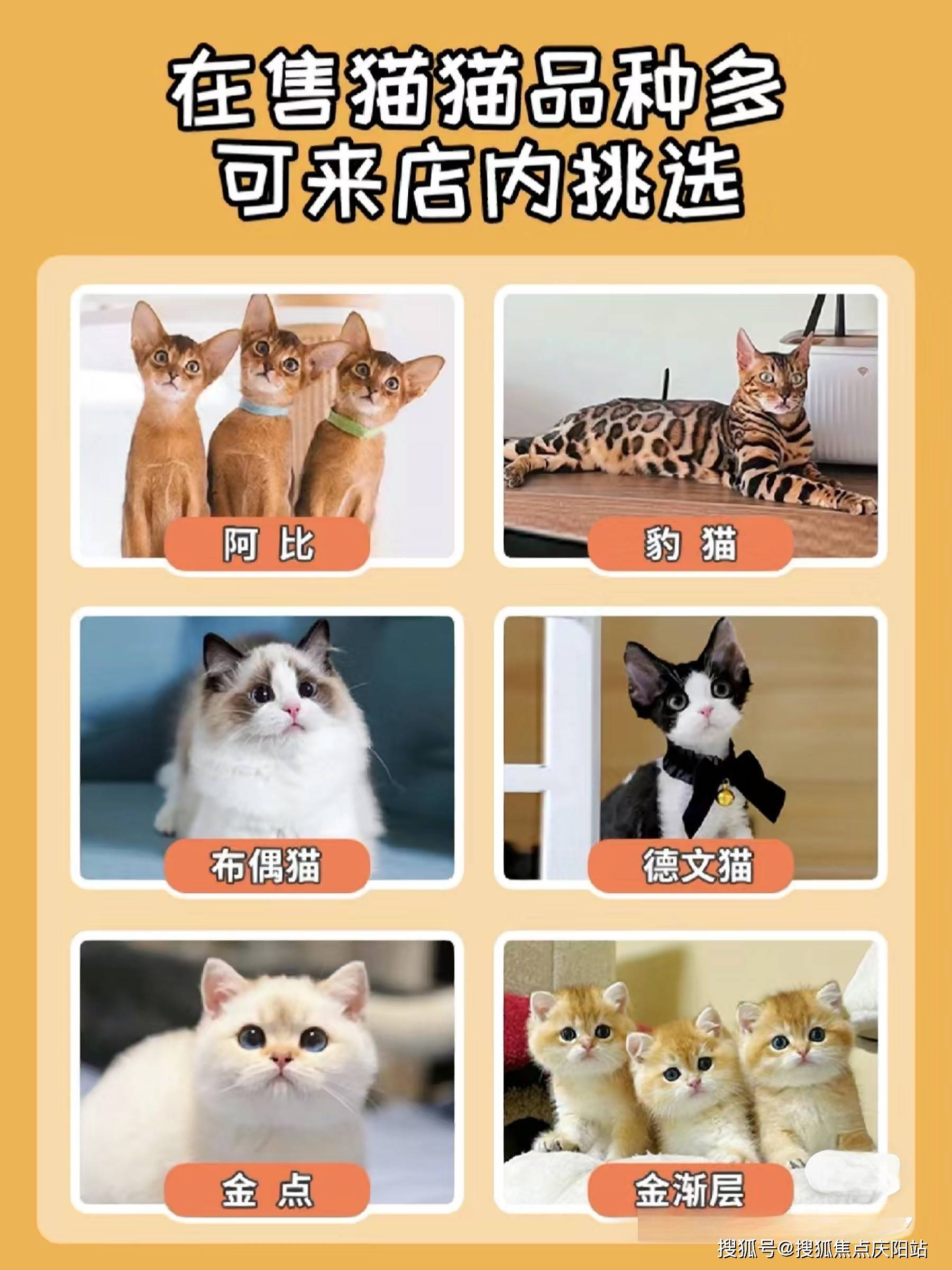 上海博美犬多少钱一只上海买博美这里安全可靠可实体店挑选宠物