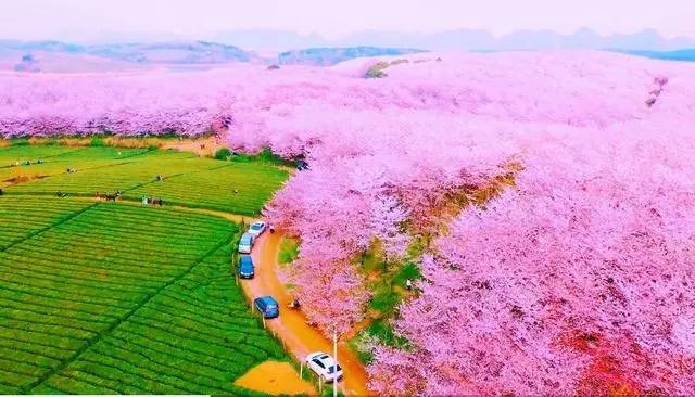 贵阳旅游平坝樱花几月去合适,贵州平坝樱花3月去合适吗,看完这篇就懂